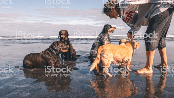 Woman with her 5 dogs at the beach